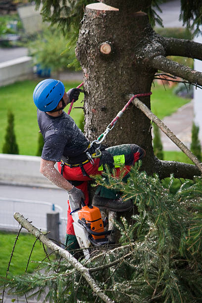 Professional Tree Services in Medina, TX